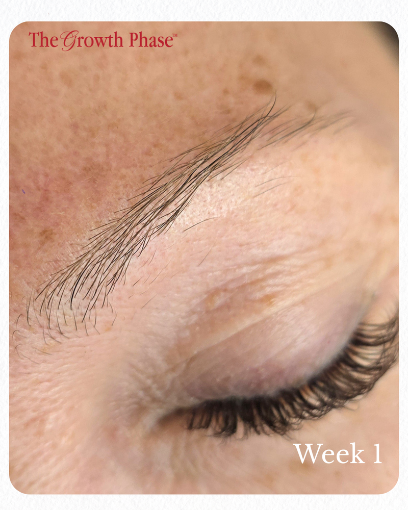 menopause brow thinning regrowth result The Growth Phase