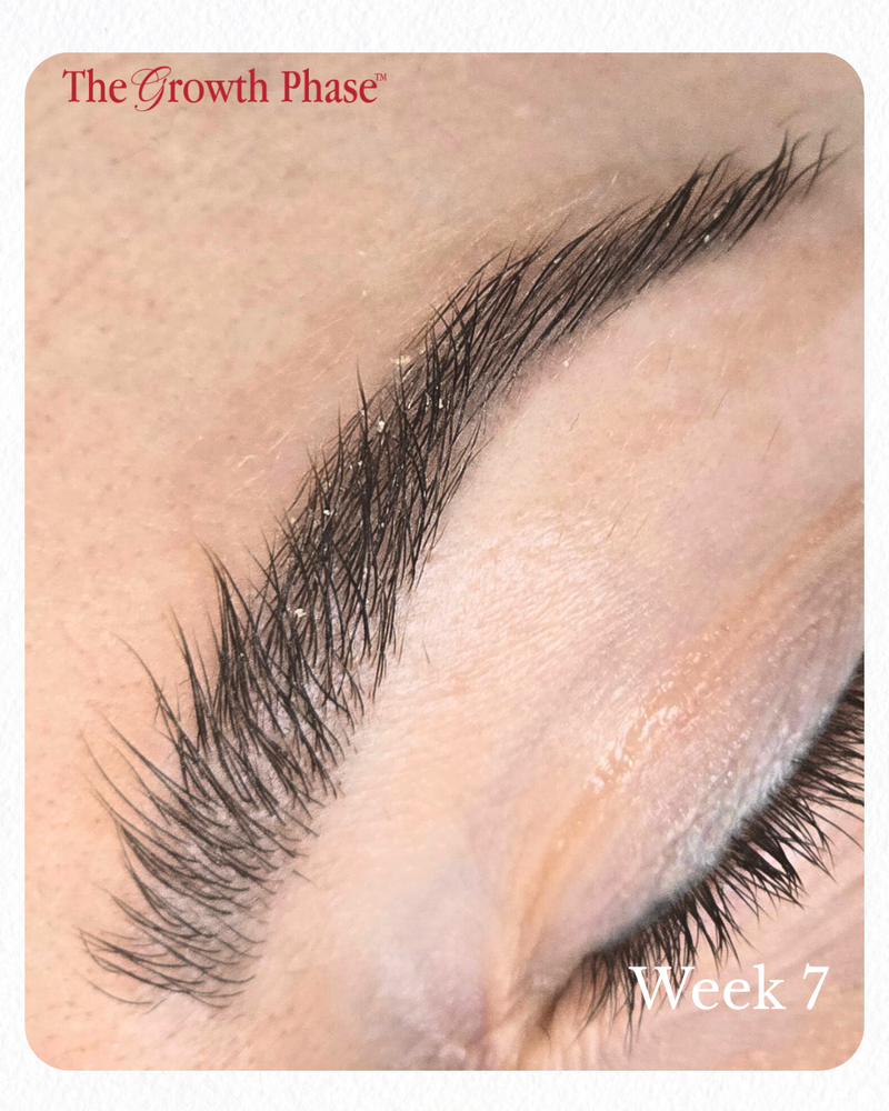brow regeneration before and after week 1 to week 10 The Growth Phase Williamstown