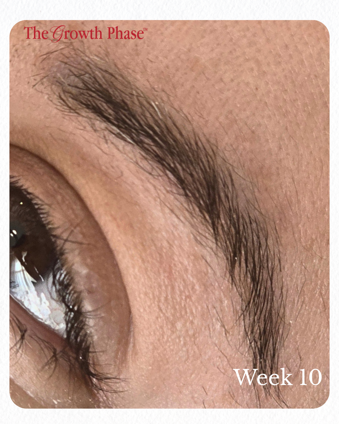 sparse eyebrow regrowth real client result The Growth Phase